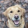 Images de profil de Camille - Blooming Pets - Petsitting et garde d'animaux à domicile