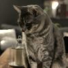 Images de profil de Camille - Blooming Pets - Petsitting et garde d'animaux à domicile