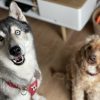 Images de profil de Camille - Blooming Pets - Petsitting et garde d'animaux à domicile