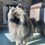 Moka Mon Chien  Spitz Loup (Keeshond) Mâle - Garde d'animaux à domicile