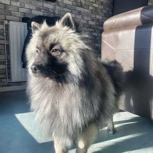 Images de profil de Hanquez - Blooming Pets - Petsitting et garde d'animaux à domicile