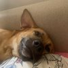 Images de profil de Elodie - Blooming Pets - Petsitting et garde d'animaux à domicile