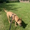 Images de profil de Elodie - Blooming Pets - Petsitting et garde d'animaux à domicile