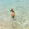 Images de profil de Elodie - Blooming Pets - Petsitting et garde d'animaux à domicile