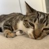 Images de profil de Elodie - Blooming Pets - Petsitting et garde d'animaux à domicile