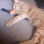 Sanchez Mon Chat  European Shorthair Mâle stérilisé - Garde d'animaux à domicile