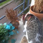 Rémi Mon Chat  European Shorthair Mâle stérilisé - Garde d'animaux à domicile