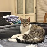 Gina Mon Chat  Chat de gouttière (Commun) Femelle - Garde d'animaux à domicile