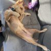 Images de profil de Eléa - Blooming Pets - Petsitting et garde d'animaux à domicile