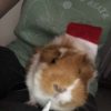 Images de profil de Eleanore - Blooming Pets - Petsitting et garde d'animaux Ă domicile