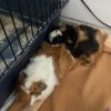 Images de profil de Eleanore - Blooming Pets - Petsitting et garde d'animaux Ă domicile