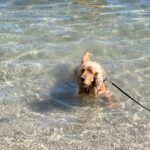 Lipton Mon Chien  Cocker Anglais Mâle - Garde d'animaux à domicile