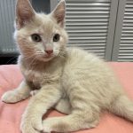 Tiplouf Mon Chat  European Shorthair (Européen) Mâle - Garde d'animaux à domicile