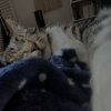 Images de profil de Elisa - Blooming Pets - Petsitting et garde d'animaux à domicile