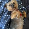 Images de profil de Elisa - Blooming Pets - Petsitting et garde d'animaux à domicile