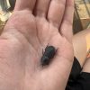 Images de profil de Elisa - Blooming Pets - Petsitting et garde d'animaux à domicile
