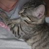 Images de profil de Elsa - Blooming Pets - Petsitting et garde d'animaux à domicile