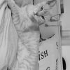 Images de profil de Elsa - Blooming Pets - Petsitting et garde d'animaux à domicile