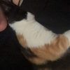 Images de profil de Emie - Blooming Pets - Petsitting et garde d'animaux à domicile