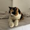 Images de profil de Emie - Blooming Pets - Petsitting et garde d'animaux à domicile