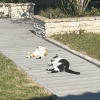 Images de profil de Emie - Blooming Pets - Petsitting et garde d'animaux à domicile