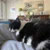 Images de profil de Emie - Blooming Pets - Petsitting et garde d'animaux à domicile
