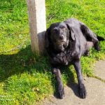 Era Mon Chien  Labrador Retriever Femelle - Garde d'animaux à domicile