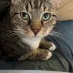 Simba Mon Chat  Européen Mâle stérilisé - Garde d'animaux à domicile