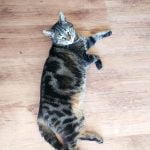 Cookie Mon Chat  Européen Mâle stérilisé - Garde d'animaux à domicile