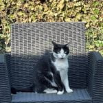 Neko Mon Chat  Européen Mâle stérilisé - Garde d'animaux à domicile