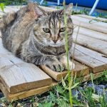 Arya Mon Chat  Européen Femelle stérilisée - Garde d'animaux à domicile
