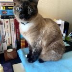 Mew Mon Chat  Siamois Femelle - Garde d'animaux à domicile