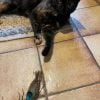 Images de profil de Emilie - Blooming Pets - Petsitting et garde d'animaux à domicile