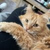 Images de profil de Emilie - Blooming Pets - Petsitting et garde d'animaux à domicile