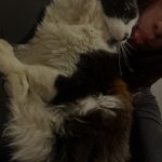 Blazane Mon Chat  Angora Turc Mâle - Garde d'animaux à domicile