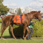 Toghun Mon Cheval  PRE Hongre - Garde d'animaux à domicile