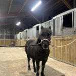 Paco Mon Poney  Shetland Hongre - Garde d'animaux à domicile