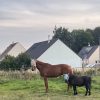 Images de profil de Emma - Blooming Pets - Petsitting et garde d'animaux à domicile