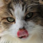 Image de profil de emma - Blooming Pets - Petsitting et garde d'animaux à domicile