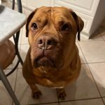 Nelia Mon Chien  Dogue de Bordeaux Femelle stérilisée - Garde d'animaux à domicile