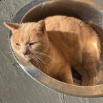 Moustache Mon Chat  Européen Mâle stérilisé - Garde d'animaux à domicile