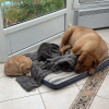 Images de profil de Emma - Blooming Pets - Petsitting et garde d'animaux à domicile