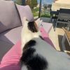 Images de profil de Emma - Blooming Pets - Petsitting et garde d'animaux à domicile