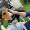 Images de profil de Emma - Blooming Pets - Petsitting et garde d'animaux à domicile