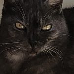 Mimi Mon Chat  Européen Femelle - Garde d'animaux à domicile