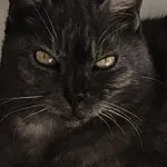 Mimi Mon Chat  Européen Femelle - Garde d'animaux à domicile