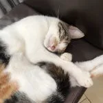 Lua Mon Chat  Européen Femelle - Garde d'animaux à domicile