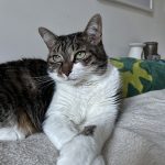 Kitty Mon Chat  American Wirehair Femelle - Garde d'animaux à domicile