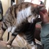 Images de profil de Emma - Blooming Pets - Petsitting et garde d'animaux à domicile