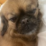 Qiu qiu Mon Chien  Épagneul Tibetain Femelle - Garde d'animaux à domicile
